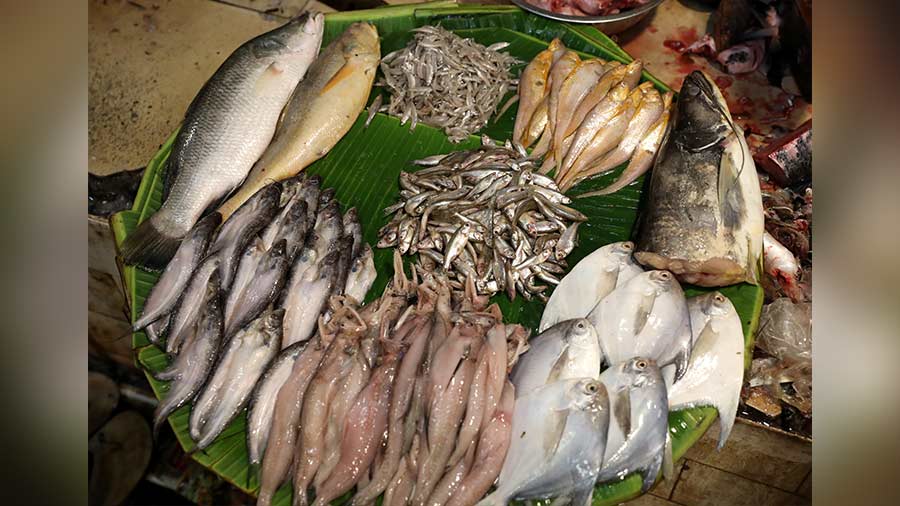 Bekti and pomfret, along with smaller fish like the tiny 'kachki', 'mourola', 'pabda' and 'loitta' or 'bombil'
