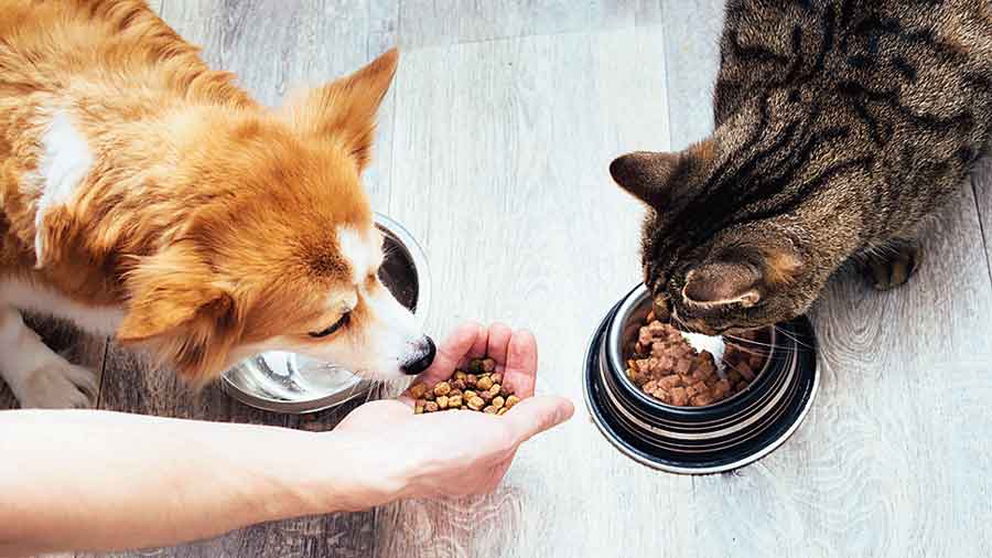 If you start hand-feeding your pet, he will refuse to eat on his own 