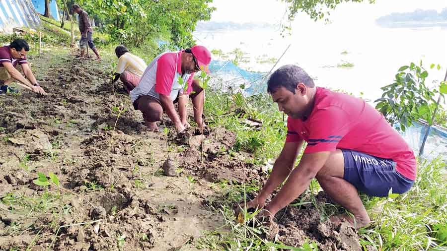 Mangrove species being planted near Chandernagore College on Friday. 