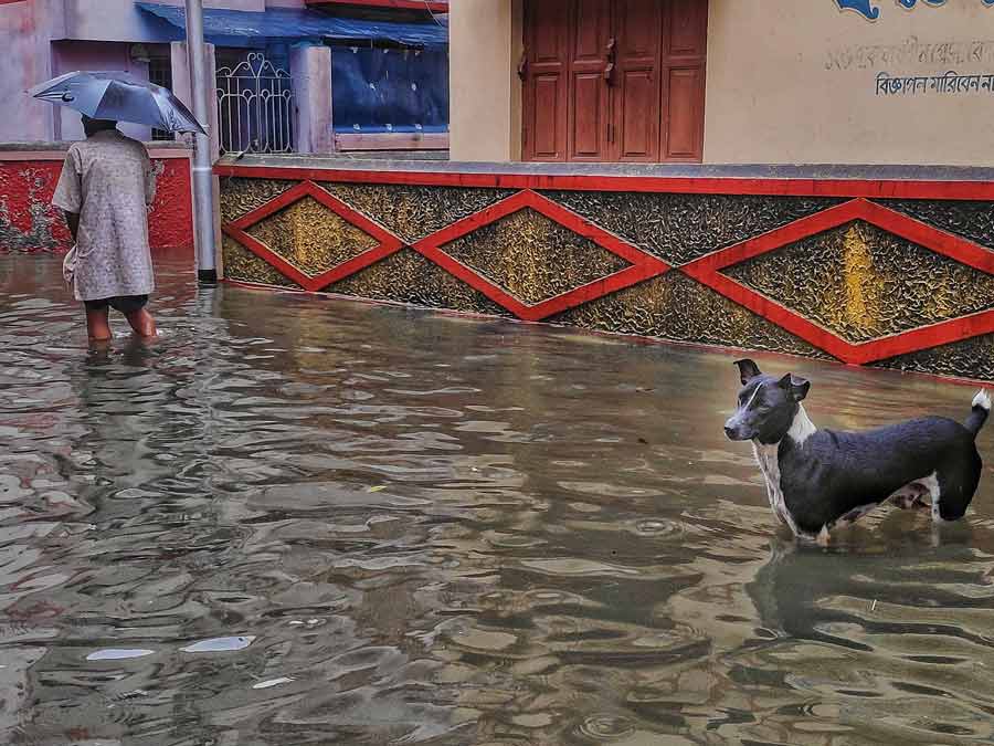 A man and a dog negotiate a waterlogged stretch in a south Kolkata neighbourhood on Tuesday morning   
