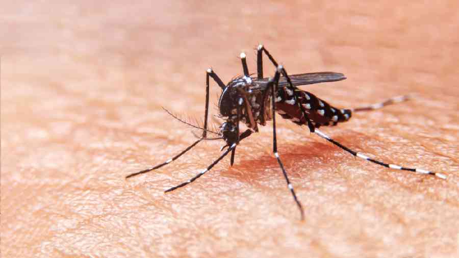 Dengue cases gallop to over 800 since January, enter pre-Puja adda