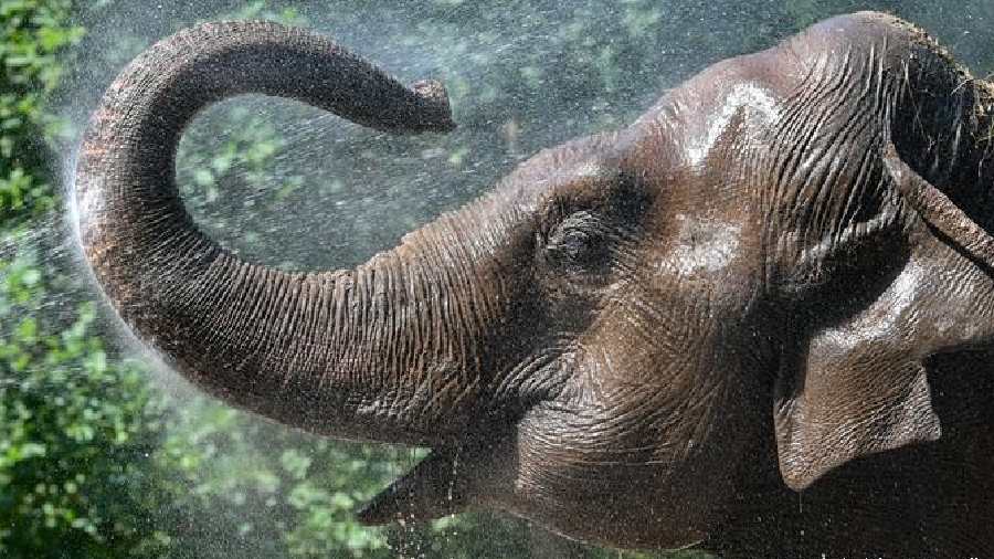 From their feet to their big brains, elephants are perfectly attuned to their habitat