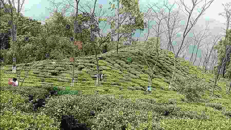 A tea garden in the plains