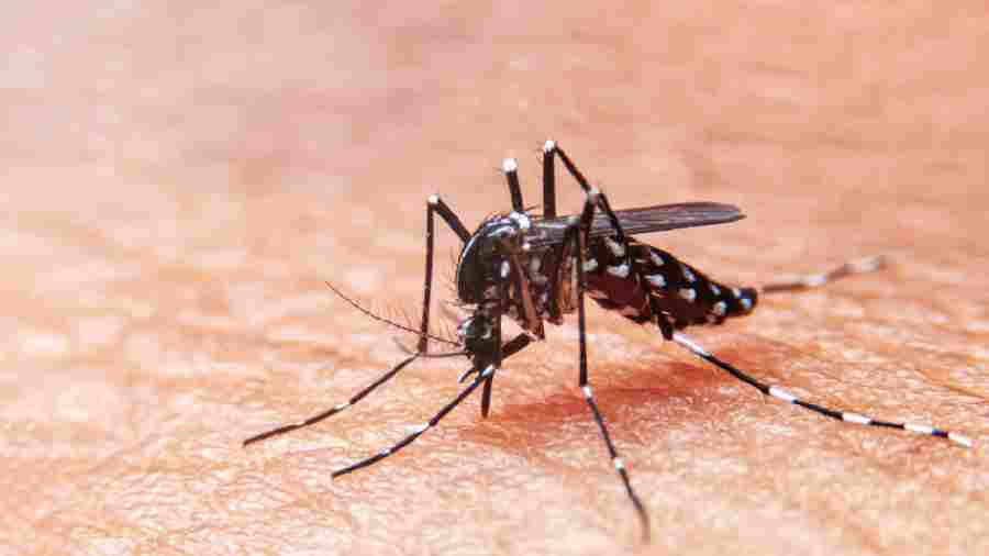 29-year-old dengue patient dies in Salt Lake hospital