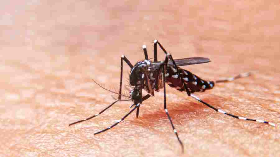 24-year-old dies from dengue in Behala