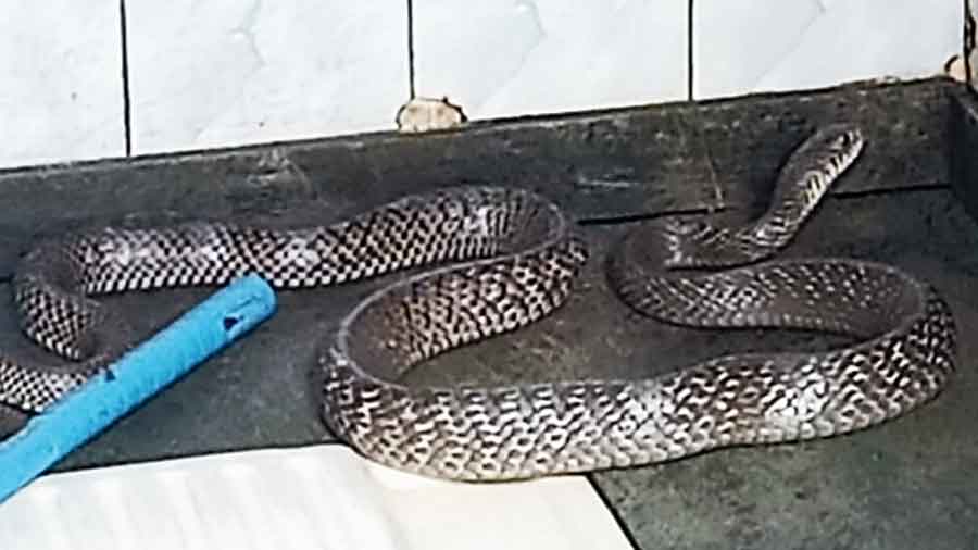 The non-venomous rat snake that possibly slithered out of the park and into a washroom in an adjacent house. 
