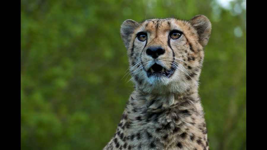 MP: Cheetahs land near Kuno National Park