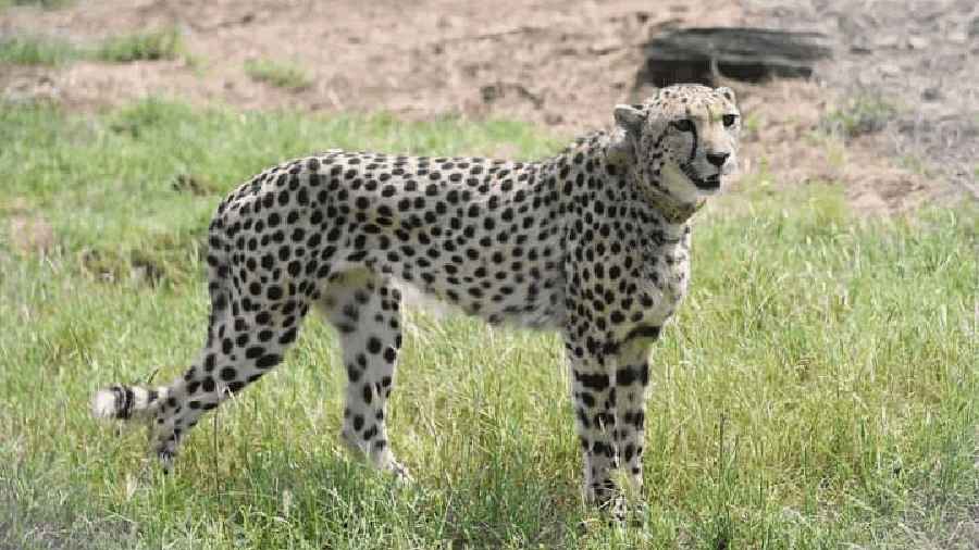 The Namibian cheetah in its new abode