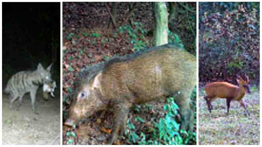 wildlife - Zoological Survey of India commissions survey of small animals  in West Bengal forests - Telegraph India