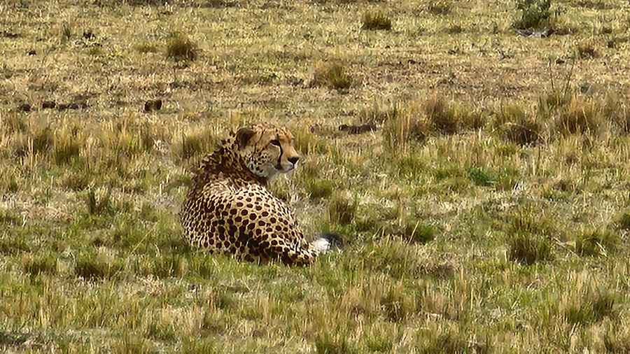 A cheetah at Maasai Mara. Note the tear streaks on its face 