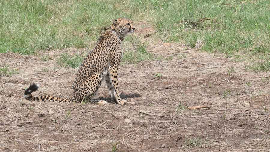 One of the cheetahs released by Prime Minister Narendra Modi in Kuno National Park, Madhya Pradesh 