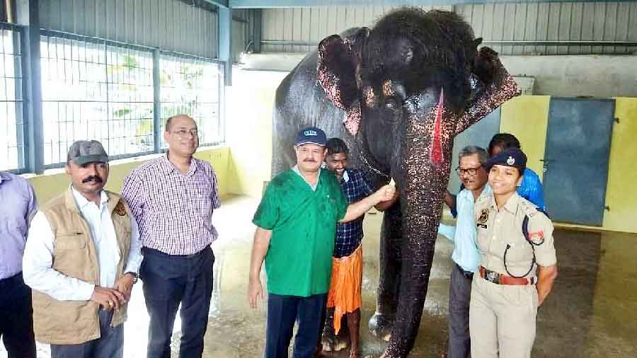 Elephant - Assam team inspects Joymala's health in Tamil Nadu - Telegraph  India