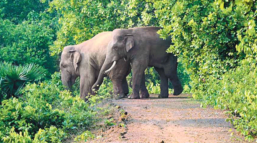 Sources said the elephant strayed into the village on the fringes of Baikunthapur forest