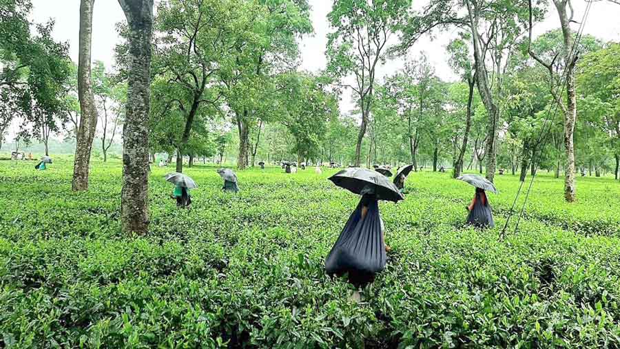 File Picture showing workers plucking leaves at a tea estate in Alipurduar district.