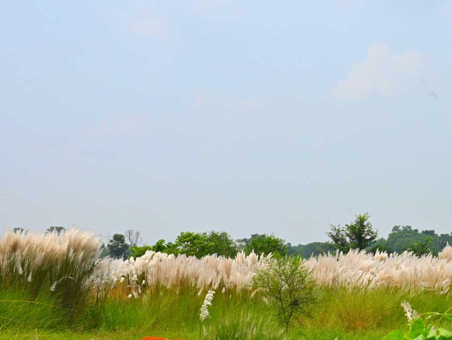 A field of swaying kaash phool near Birbhum on Saturday heralds autumn. 