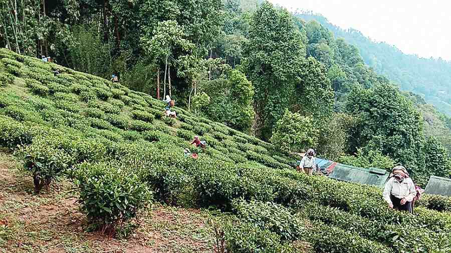 Workers in a tea garden in the Darjeeling hills. 