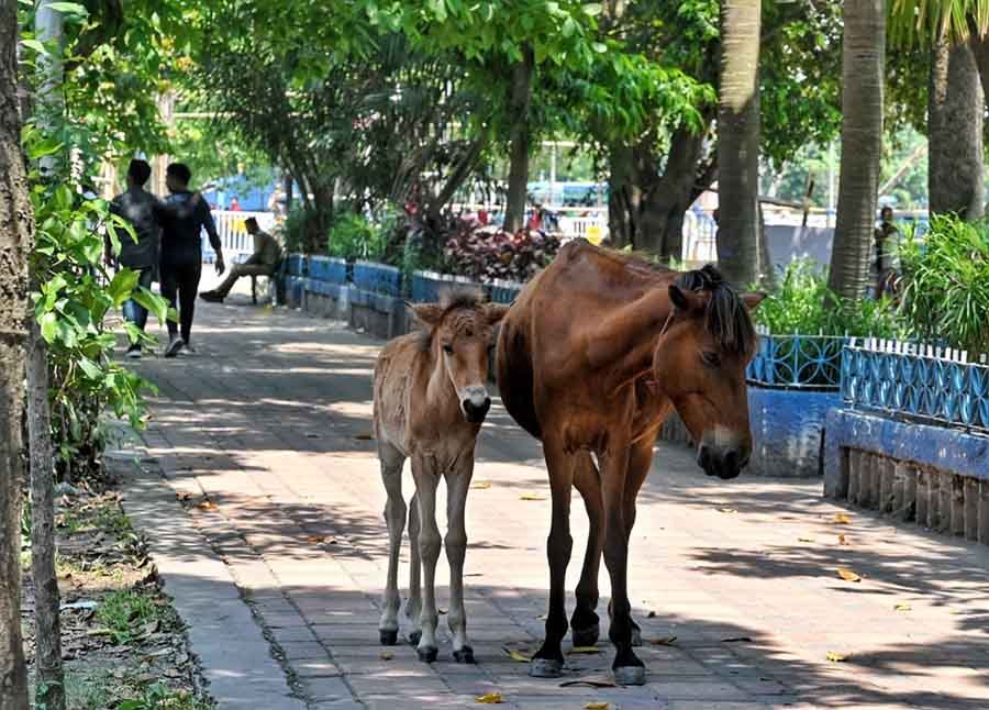 After a few spells of smart showers last week, Kolkata experienced a hot, sunny and sultry Monday. The sky was clear and the maximum temperature, according to IMD was 34.4°C. A horse and a foal is seen taking shade under a tree at Maidan  
