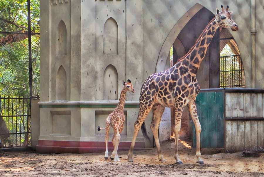 A giraffe calf born in Alipore zoo was spotted with its mother on April 4  