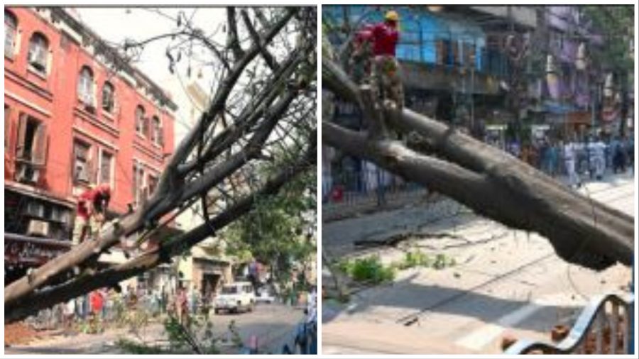 The uprooted cotton tree on BB Ganguly Street on Monday afternoon (above); The tree being chopped off by disaster management group personnel