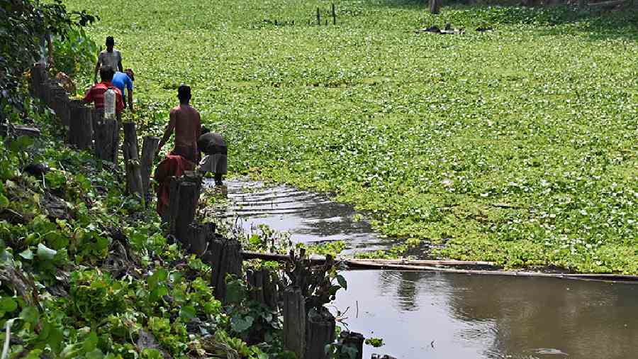 Water hyacinths being removed from a water body near Lake Town on Monday. 