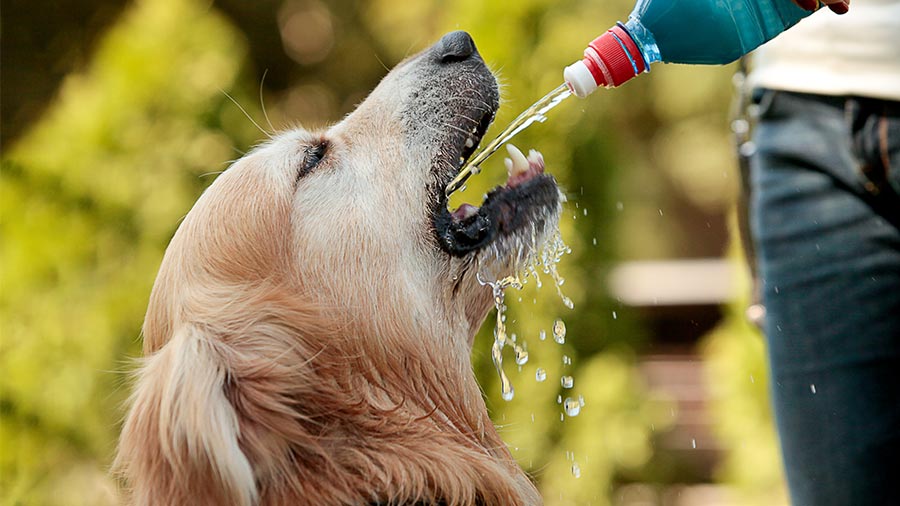 How to protect pet dogs, cats and strays from the heatwave