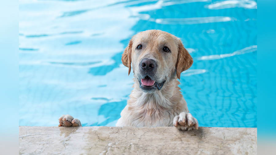 Giving your pets regular baths is a must in summer