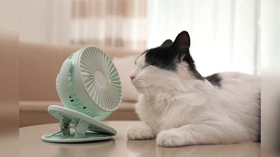 Cats can be finicky about baths, so it's important give them cool sponges in summer