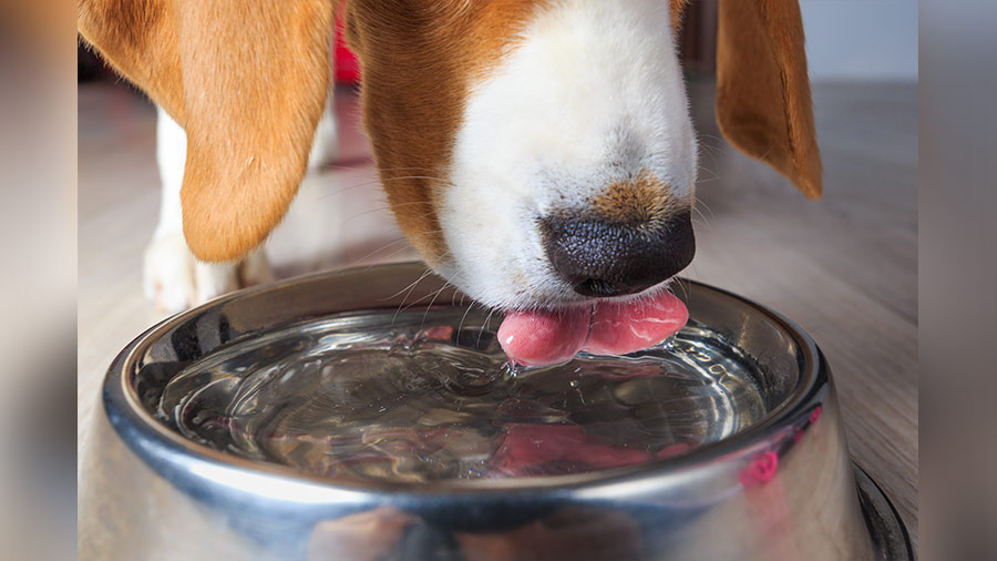 Keep your pets well-hydrated by placing multiple bowls of water around the house; you can do the same for strays too