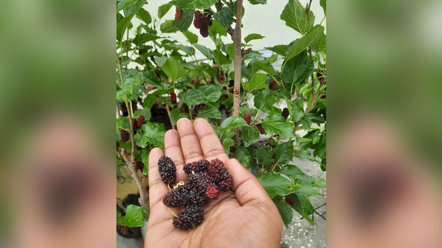 Berries from Das's garden