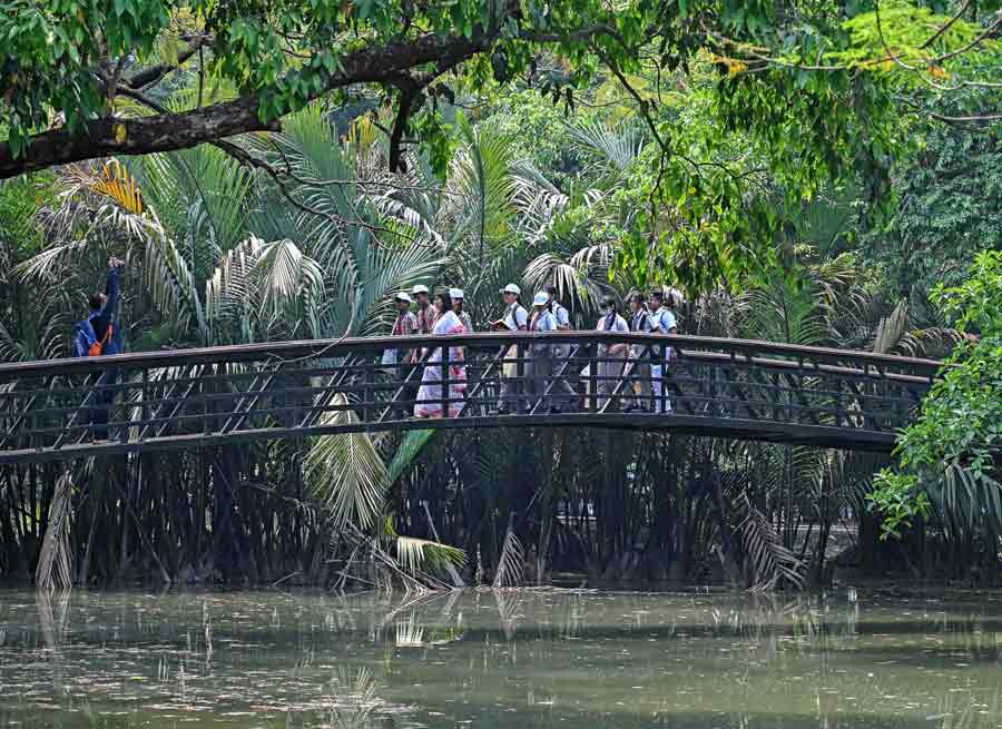 Moving ahead in the gardens near the South Gate, one can see rows of trees and an artificial pond. A small bridge by Lord Lytton also adds to the beauty of the gardens. Around 1989-1990, the Botanical Survey of India took up the work of identifying the plants