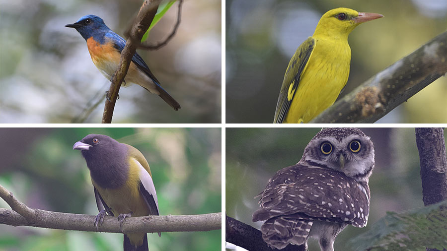 Different birds spotted at Rabindra Sarobar