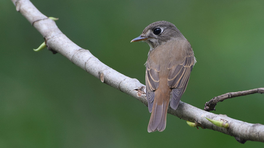 A brown-breasted flycatcher