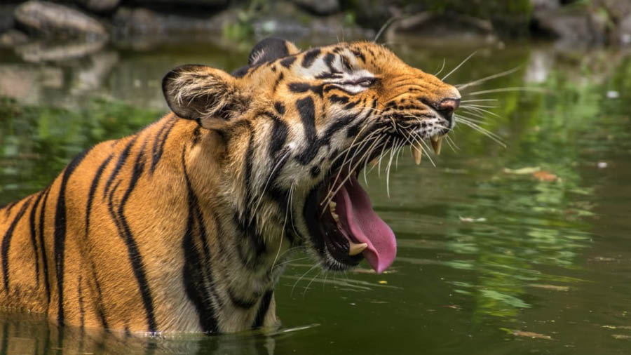 Royal Bengal Tiger at Sunderban