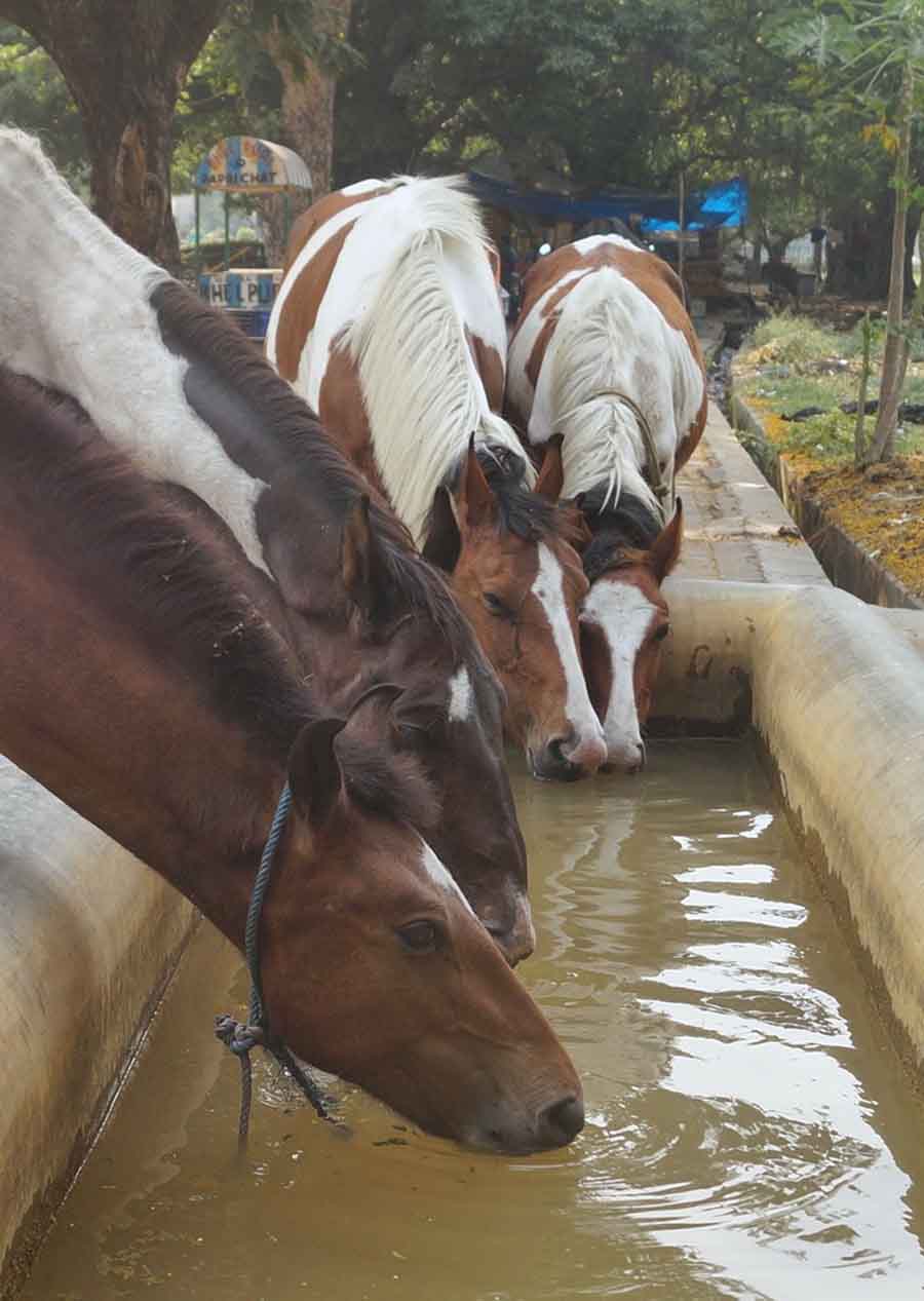 Horses quenching their thirst on Monday afternoon