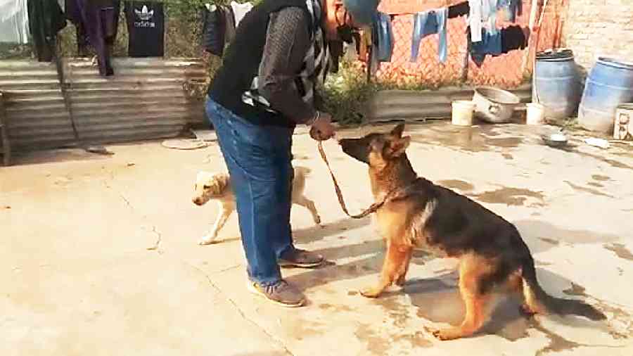 Dogs being fed