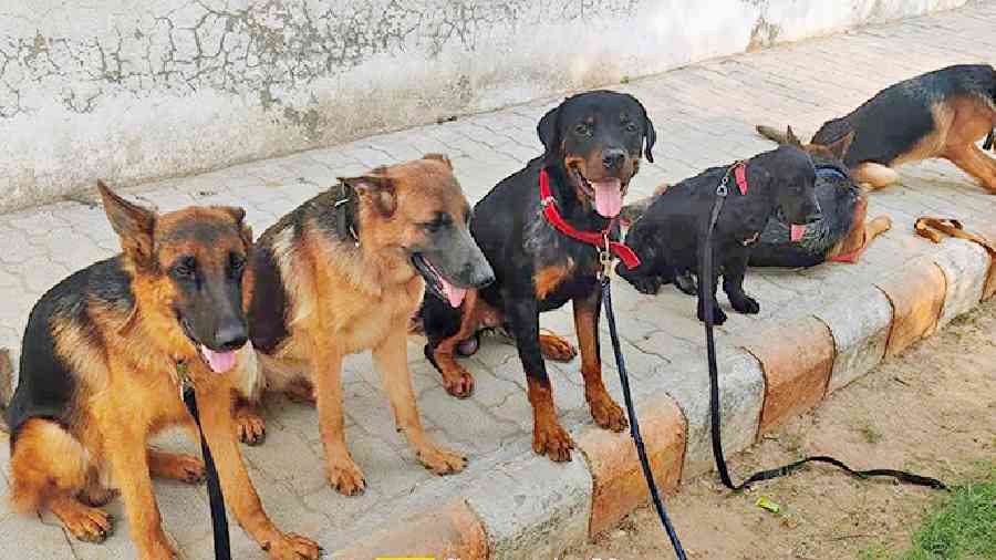 Some of the dogs in the Kolkata police squad