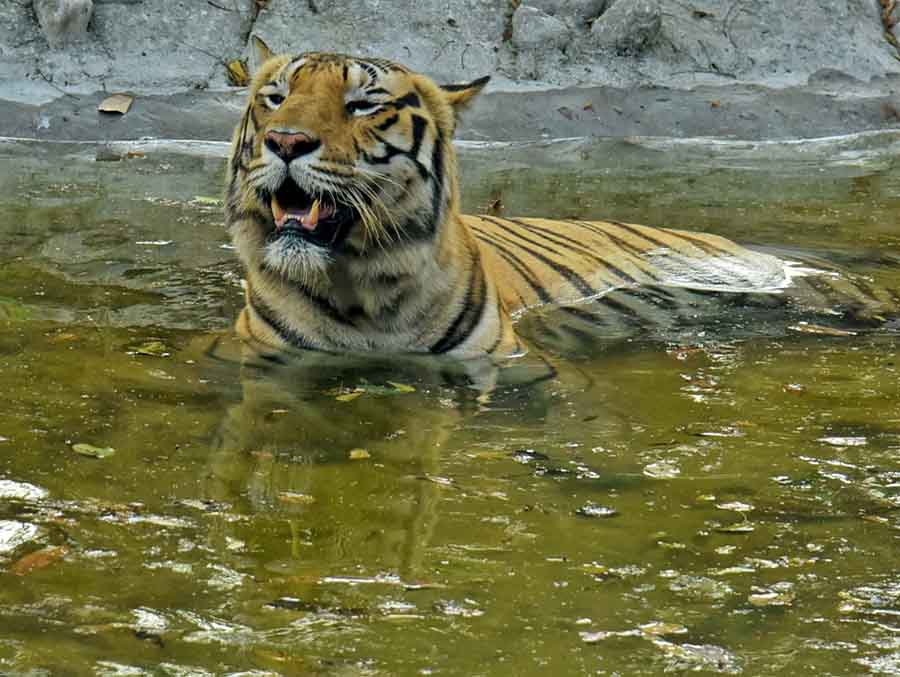 A tiger at Alipore zoo relaxes in a pool of water on a hot afternoon before the sun decided to take a breather  