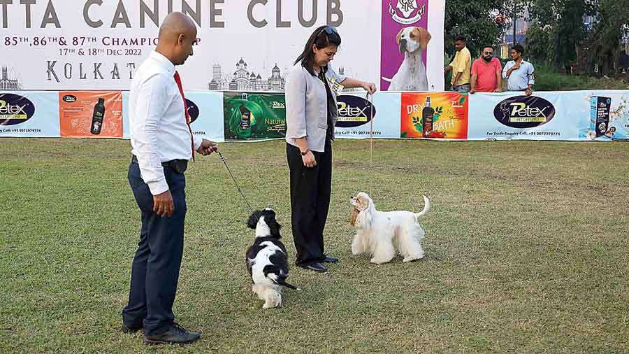 Judges take stock of participants in the Best Breed round