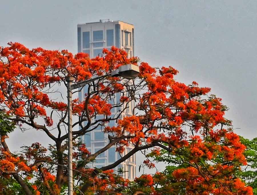 A Gulmohar tree in full bloom in Kolkata against a cloudy sky. Despite Thursday evening’s thunderstorm and rain which pulled down the temperature noticeably, Friday was a sultry day  