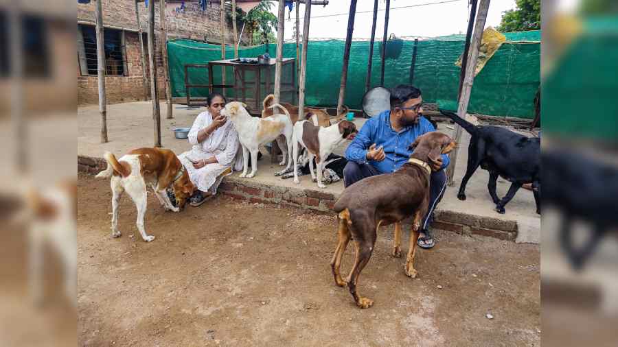 Stray animals | Bengali couple sets up rescue shelter for old, sick ...