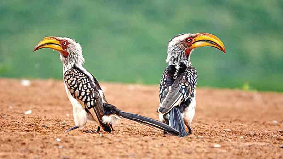 A pair of African hornbills. 