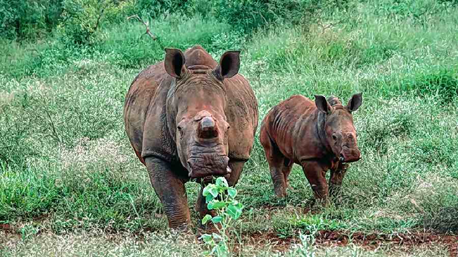 A mother rhino with her calf. 