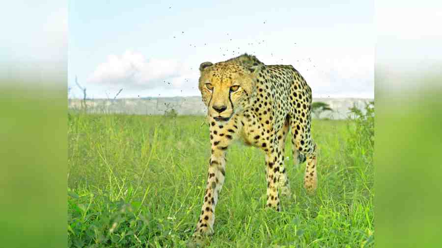 Cheetah on the prowl.