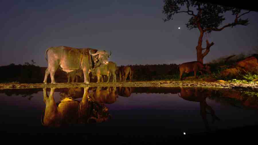 A moonlit rendezvous. African buffaloes photographed from the ‘hide’. 