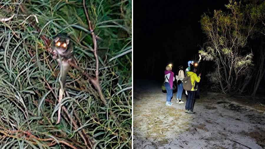 A Western ringtale possum spotted on a nocturnal walk 