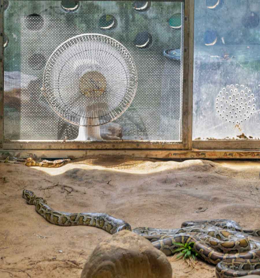 Taking into account the soaring temperature, the Alipore zoo authorities provided a fan to keep a snake comfortable in its enclosure on Wednesday 