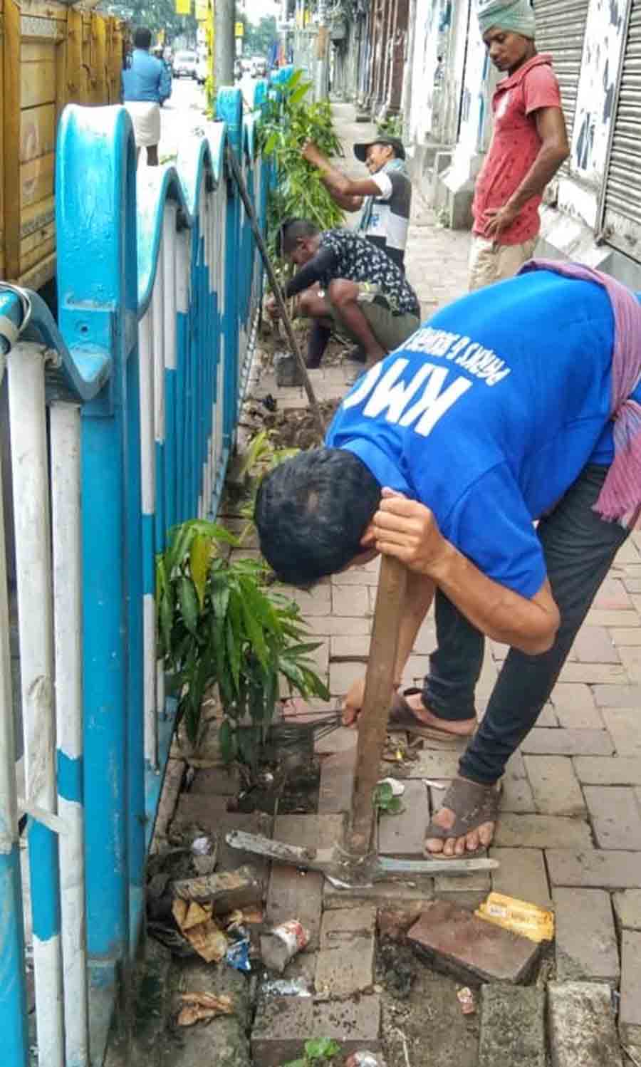 Workers of the Parks and Square Department of KMC planted saplings at Chittaranjan Avenue on Tuesday as part of the civic body’s “Go Green” initiative  