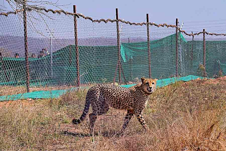 Project Cheetah | Breeding, cheetah selection strategies at focus ...