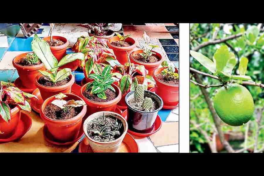 Potted indoor plants in Snigdha Mitra’s house