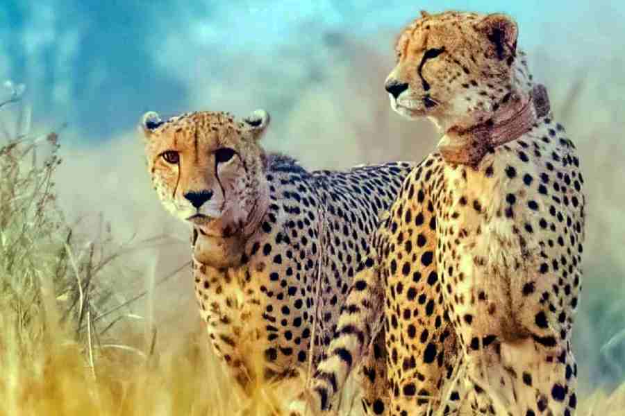 Cheetah project | 2 years of Project Cheetah: India awaits Kenya's ...